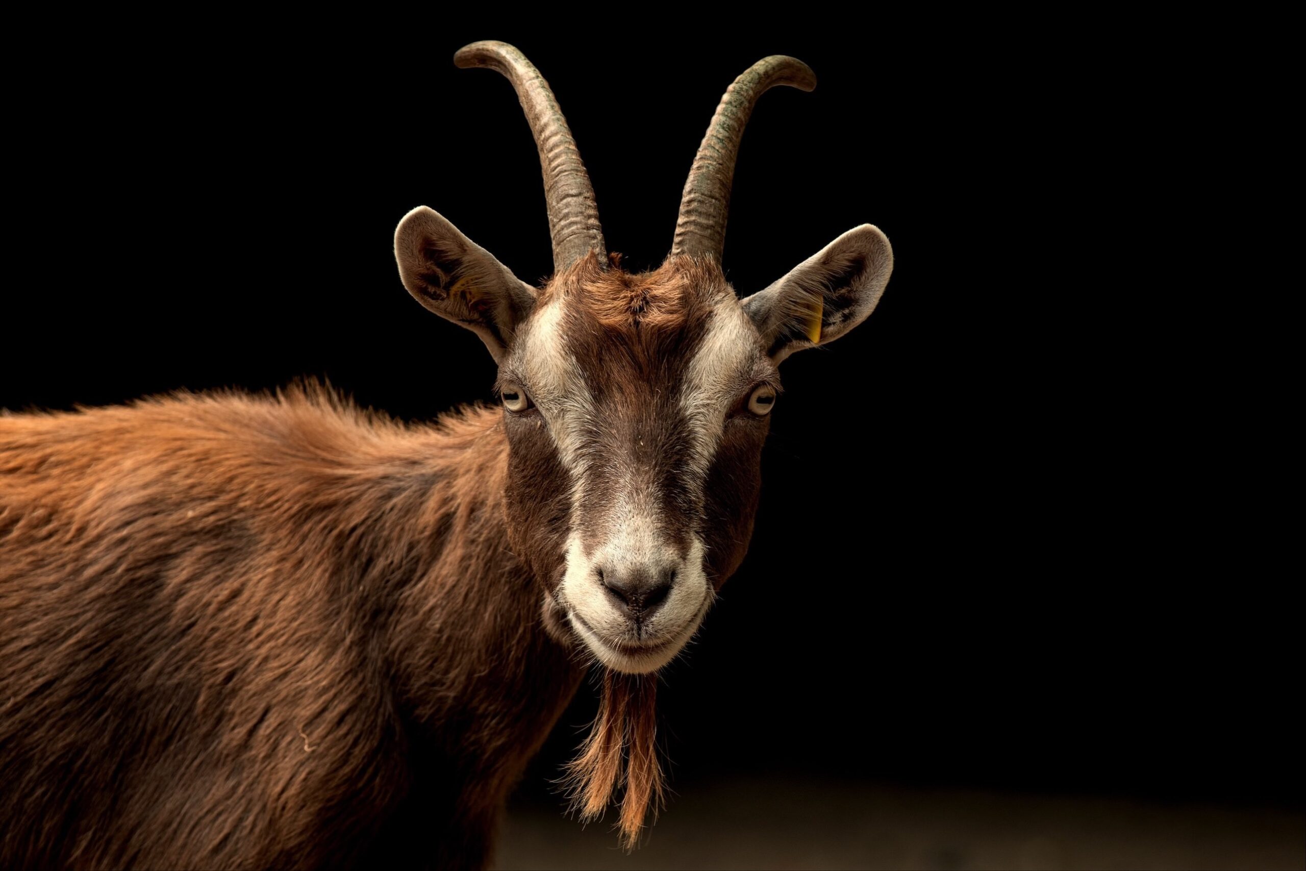 Grief, goats, and how I discovered Dick