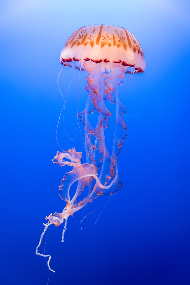 The dance of the rose-tinted jellyfish