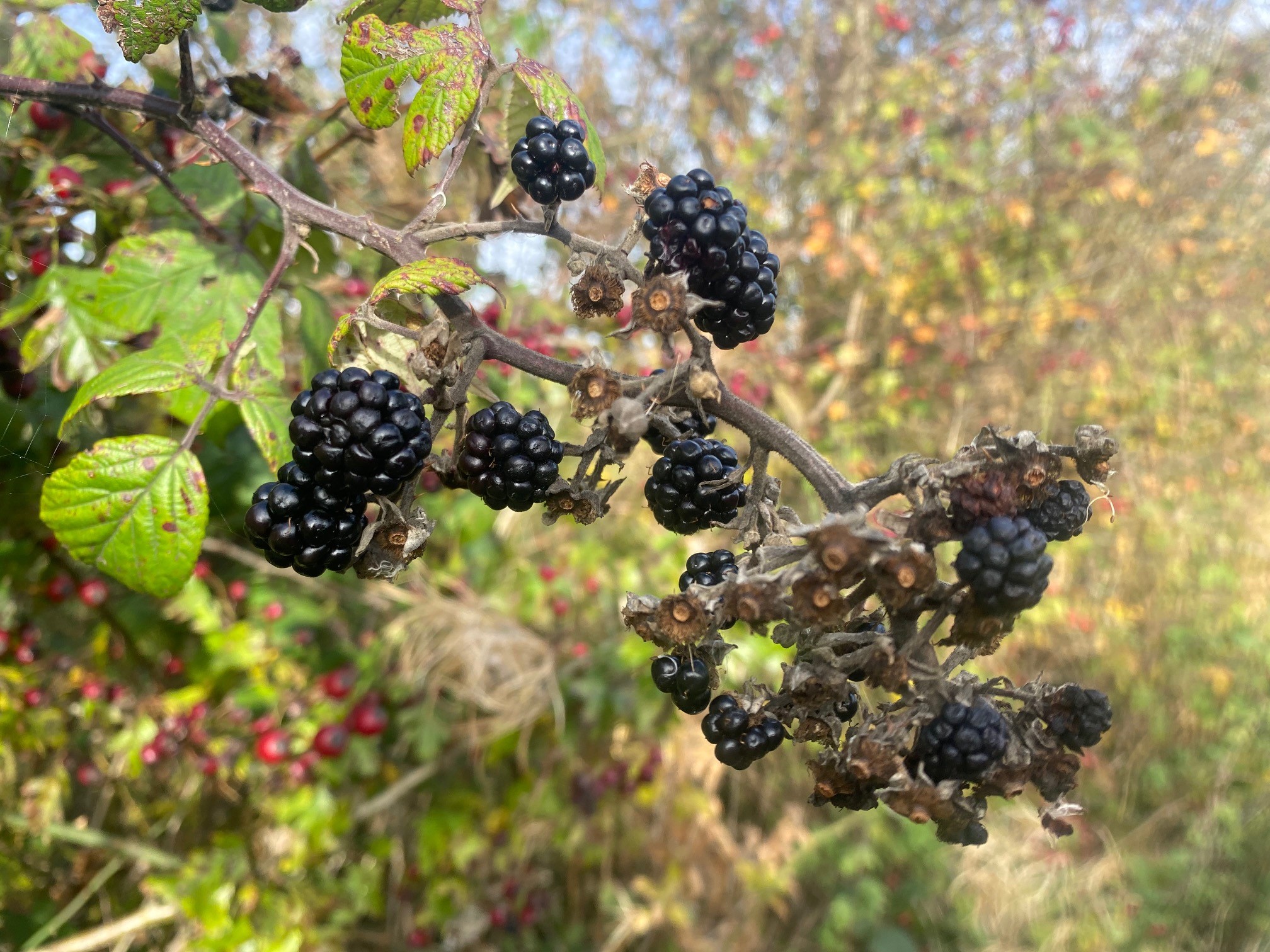 The devil is in the blackberries